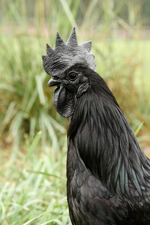 Black rooster on green grassの写真素材