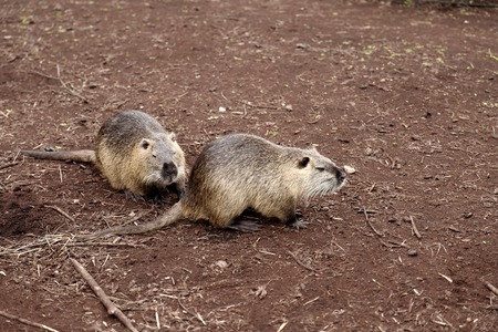 Nutria sitting on landの写真素材