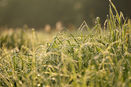 Closeup of grass with dew dropsの写真素材