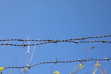 Barbed wire fence with flowersの写真素材