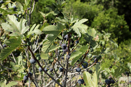 Fresh figs on branches