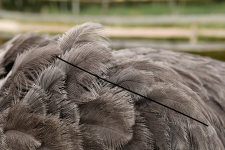 Closeup ostrich feathers