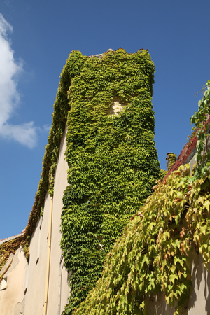Building with climber plantsの写真素材