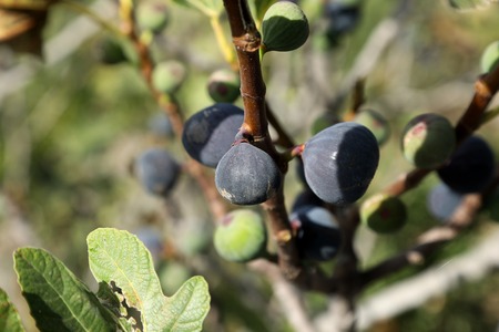 Fresh figs on branchesの写真素材