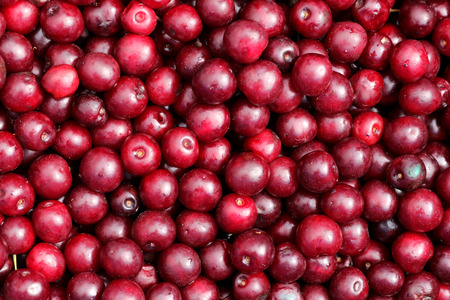 Red ripe cranberries
