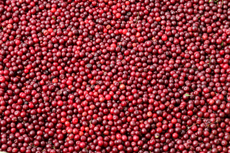 Red ripe cranberries