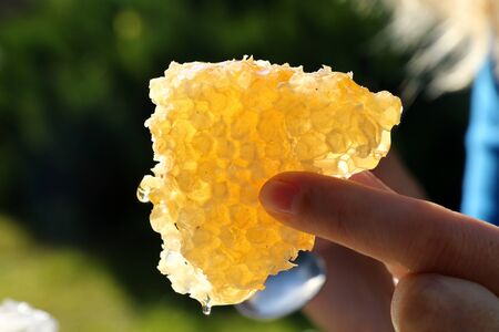 Fresh honeycomb in the fingers