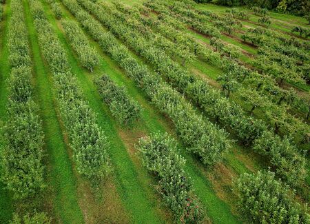 Aerial view of field of growing apple treesの写真素材