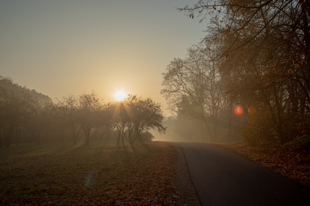 Road through forest in morning fogの写真素材