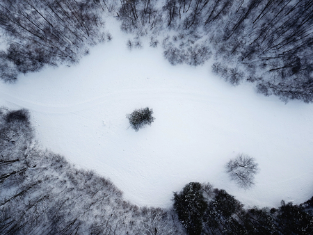 Top view of forestの写真素材