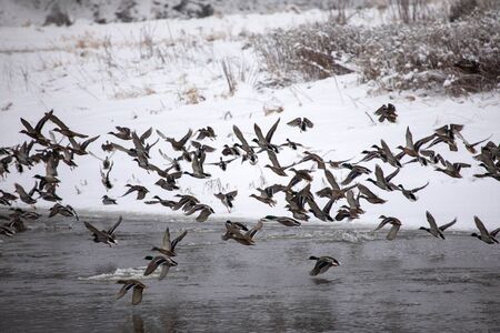 Ducks in a waterの写真素材