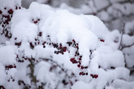 Red berries on branch covered with snowの写真素材
