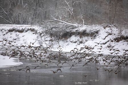 Ducks in a waterの写真素材