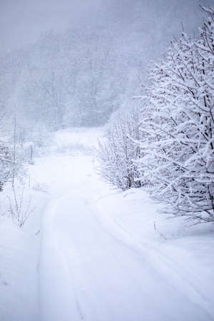Frosty trees in snowy forestの写真素材