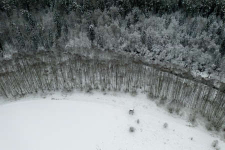 Top view of forestの写真素材
