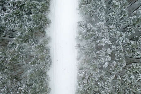 Top view of forestの写真素材
