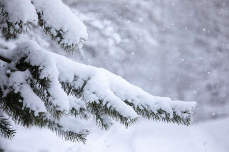 Frosty trees in snowy forestの写真素材