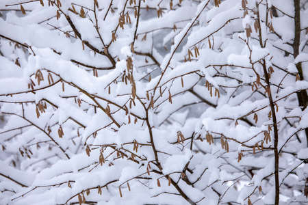 Frosty trees in snowy forestの写真素材