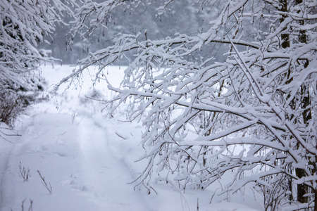 Frosty trees in snowy forest