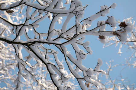 Tree branches covered with snowの写真素材