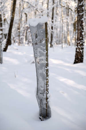 Young trees protectionの写真素材