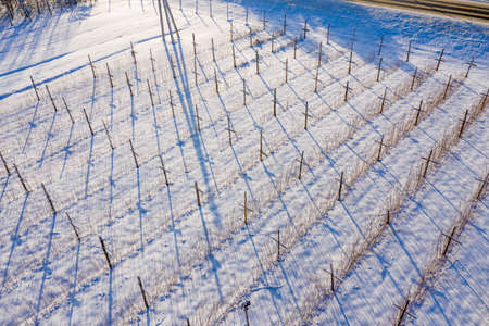 Aerial view of rows of raspberryの写真素材