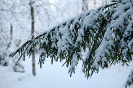 Tree branches covered with snowの写真素材
