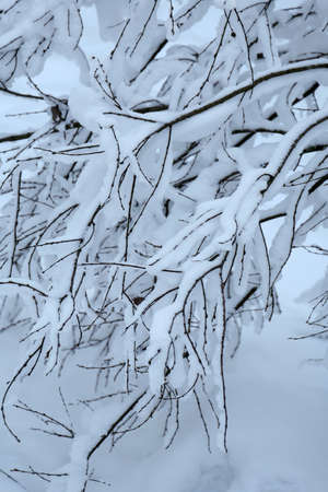 Tree branches covered with snowの写真素材