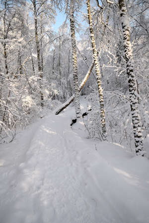 Winter path going through frozen forestの写真素材