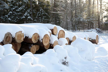 Snow covered wood logs pile in winter forestの写真素材