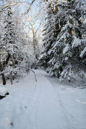 Winter path going through frozen forestの写真素材