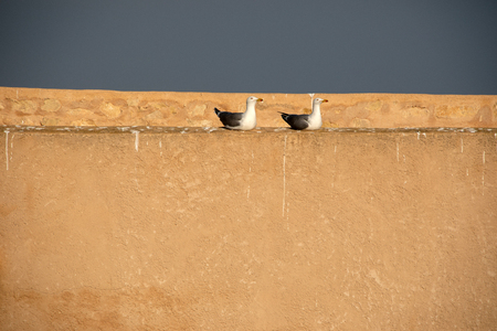 Seagull sitting on the wallの写真素材