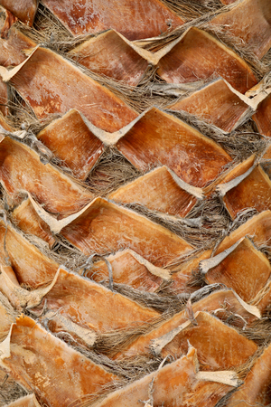 Palm tree trunk backgroundの写真素材