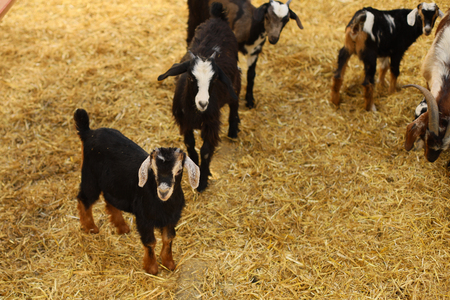 A baby goat standing on strawの写真素材