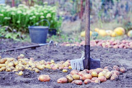 harvesting potatoes. growing potatoes. organic potato growing concept. farm potatoes and a shovel on the background of a home landの写真素材
