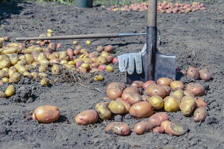 harvesting potatoes at the home site. growing potatoes. organic potato growing concept. a shovel is inserted into the ground. a lot of potatoes lies on the groundの写真素材