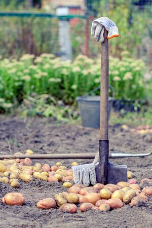 farming concept. growing vegetables. harvesting concept. an old shovel is inserted into the ground on which lies a potato cropの写真素材