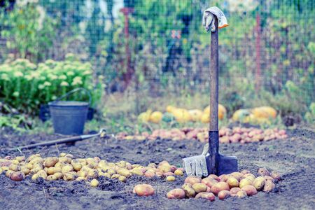 growing organic vegetables. organic potatoes. farm vegetables. The concept of ecological cultivation of vegetables. garden supplies and harvest. background for a farm storeの写真素材