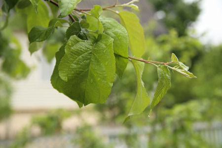 Apple leaves macro with drops, after rain. Background.の写真素材