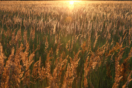 Sunset and field of yellow grass. Golden lightの写真素材