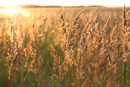Sunset and field of yellow grass. Golden lightの写真素材