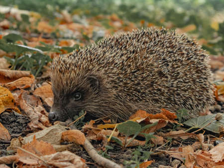 A hedgehog in the park, on a cool October day