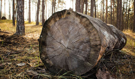 A large log on which the growth rings are clearly visibleの写真素材