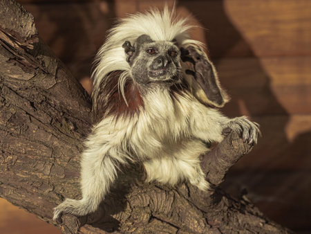 Edip's tamarin, or Edip's marmoset, or pinche is a kind of marmoset monkeys from the genus of...