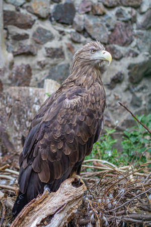 Representative of the hawk family - white-tailed eagle