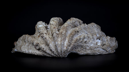 Half shell of a giant sea clam Tridacnaの写真素材