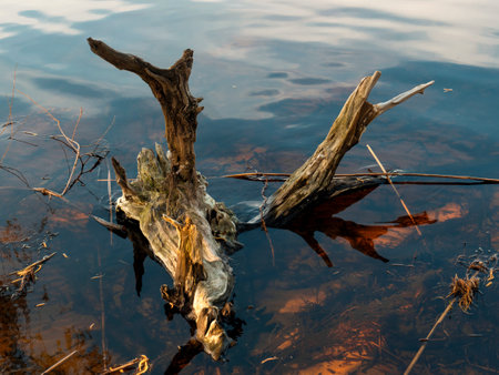 Wooden snag in the river, near the shoreの写真素材