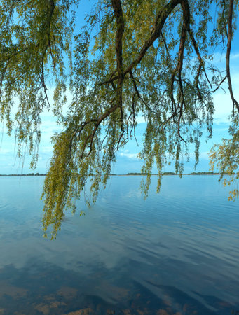 View of the river, from under the branches of a willow growing on the river bankの写真素材