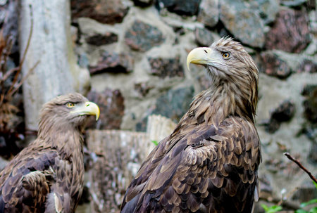 Representative of the hawk family - white-tailed eagle
