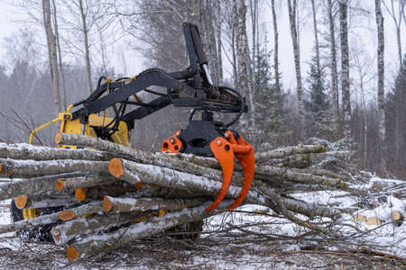 Side view to mini skid steer. Mini loader is taken full grapple of wodden logs. Winter time around.の写真素材